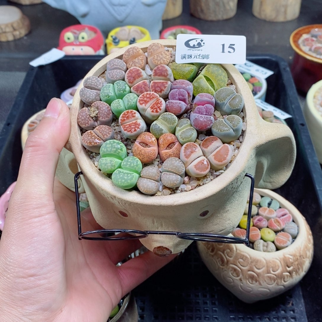 2****?生石花花花花花花15
