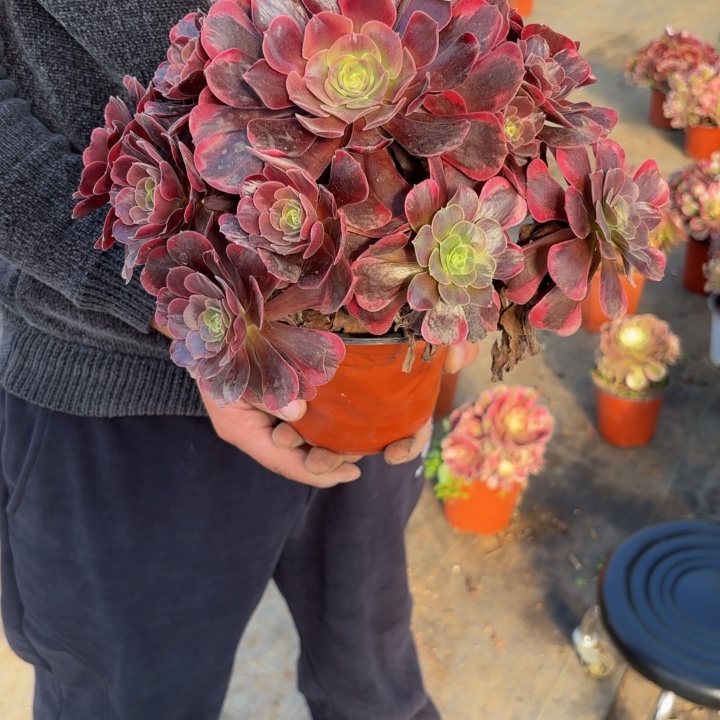 阿***！瑞妈，。。。。。。009爱神，