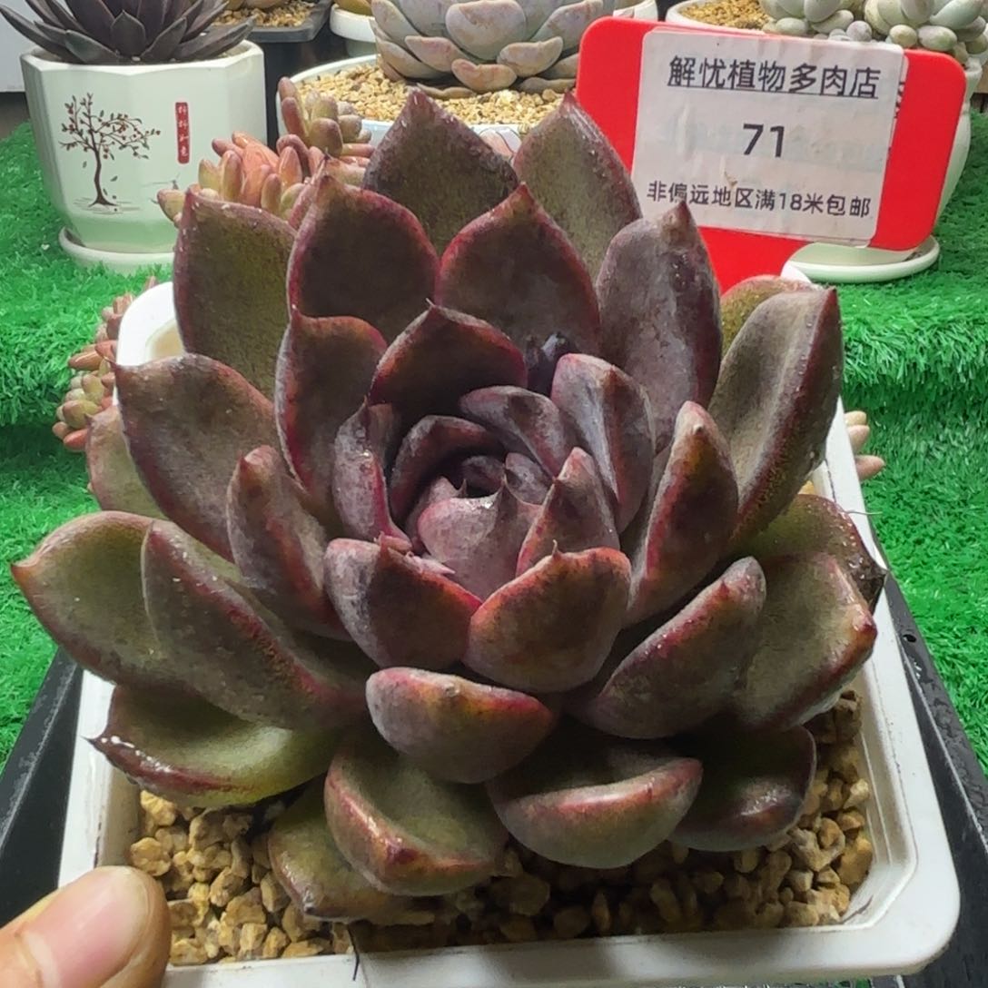 解忧多肉植物编号71