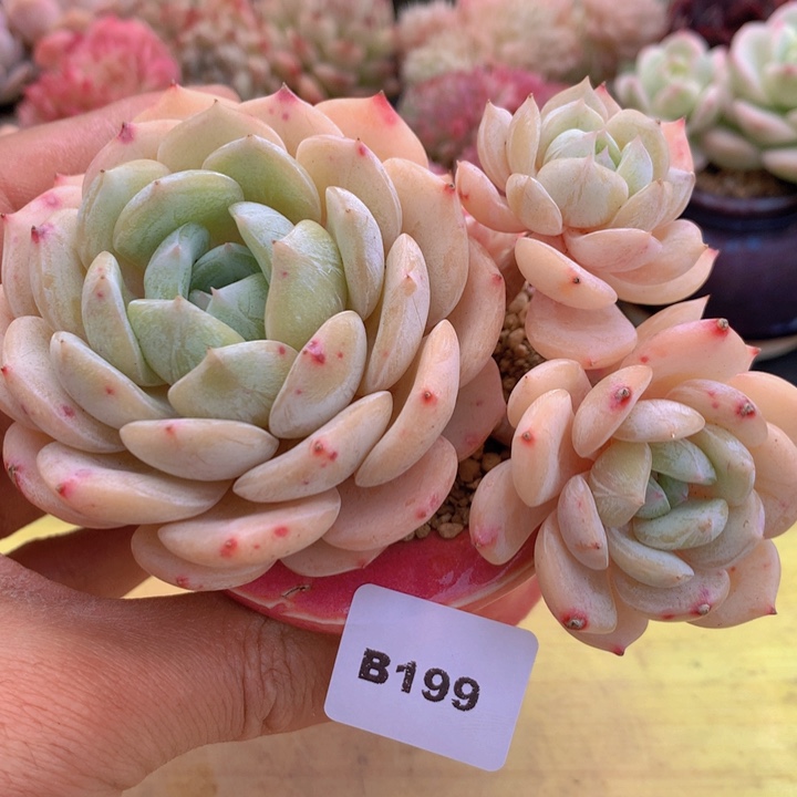 一物一拍满38包邮A199