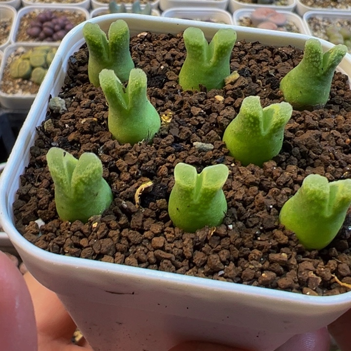 456多肉植物种类多样