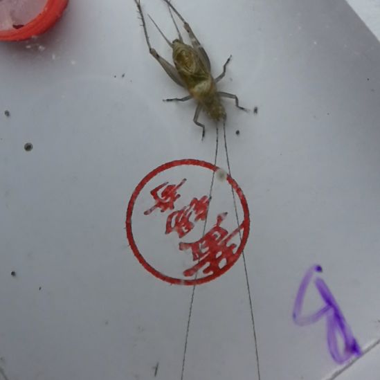 蟋蟀黄锡奇特B全品长须