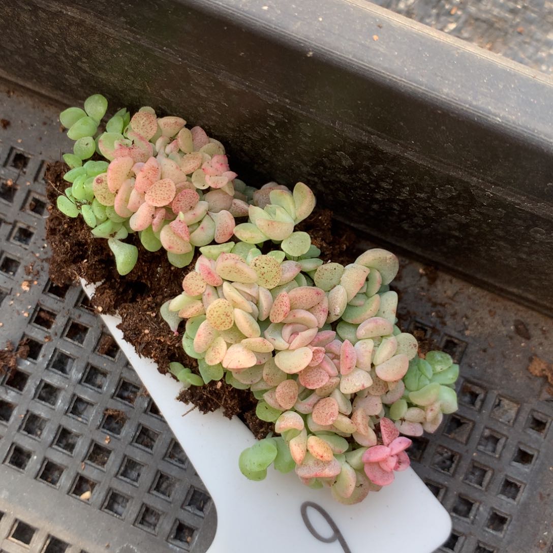 6号胖宝宝切糕苗