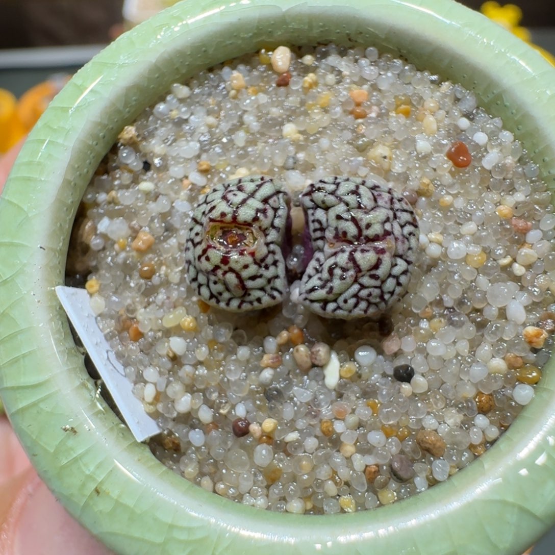 红陶蘑菇427墨小锥