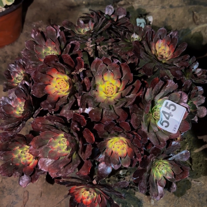 545西瓜太郎彩锦多肉植物不售后