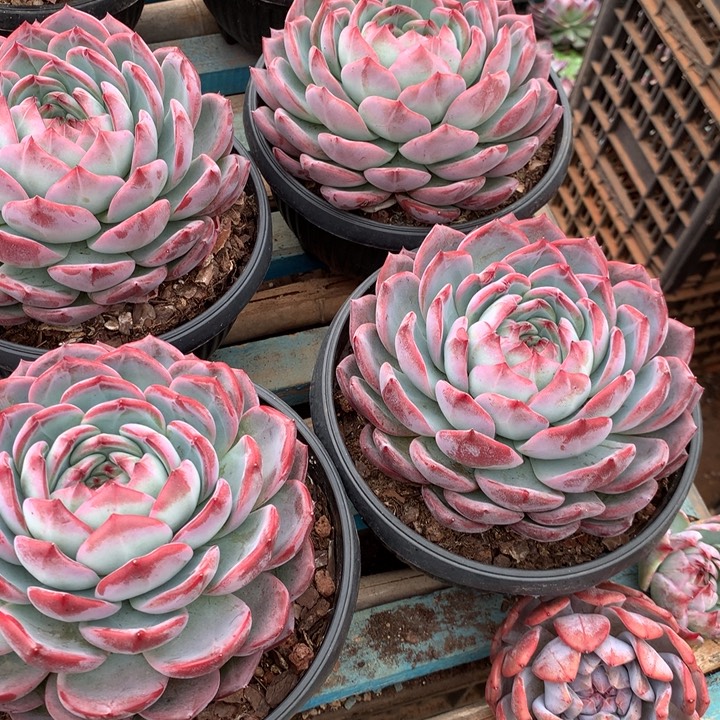 超大母本红鸾39.99