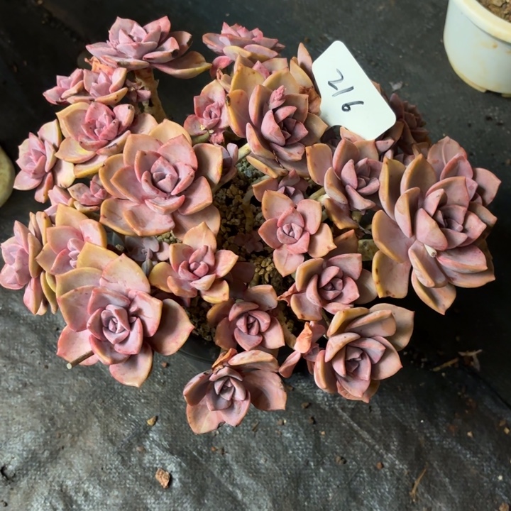 多肉植物，彩虹糖216号