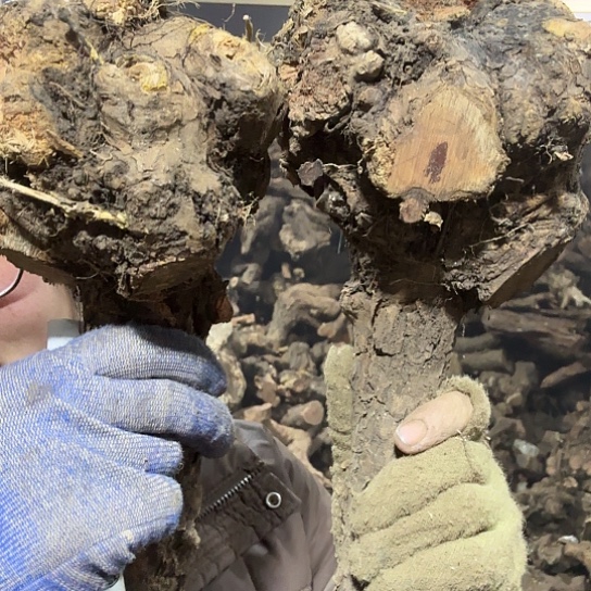 香榧木落**悔火琉璃的故事毛料摆件