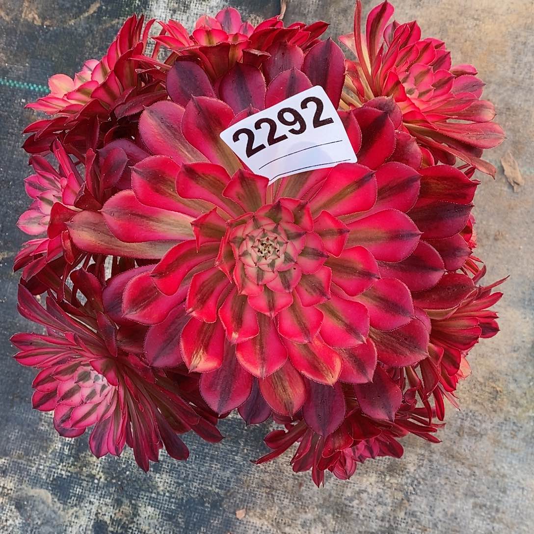 红陶2292红铜白4多肉