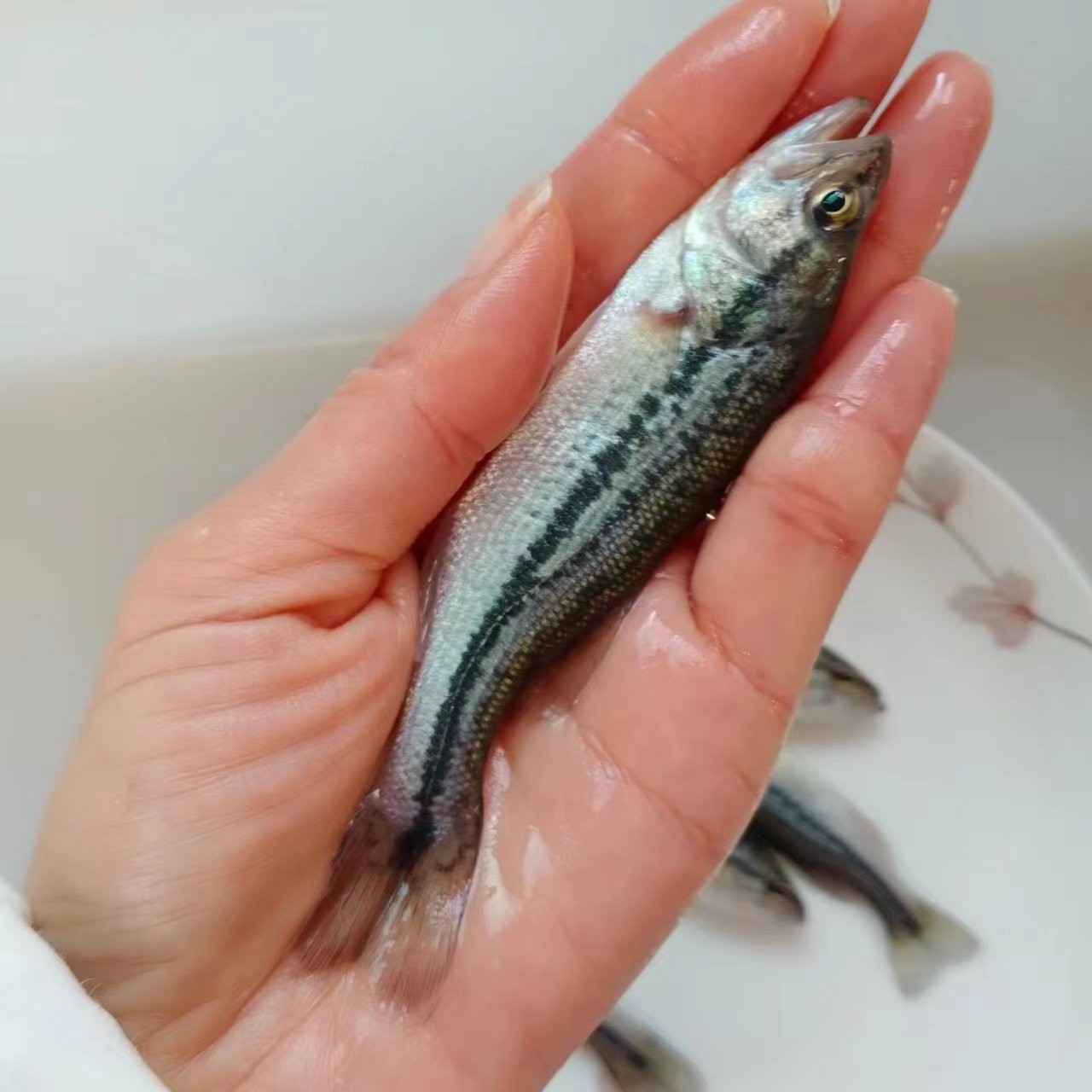 【活体】优质鲈鱼大口鲈鱼（4-8厘米）观赏鱼淡水鱼冷水鱼