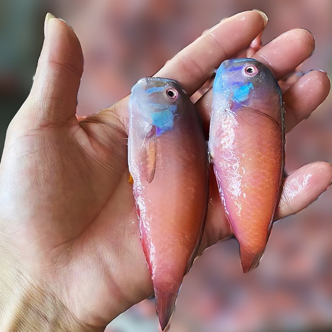 资深本港野生红心仔，到手净重5斤广东包邮