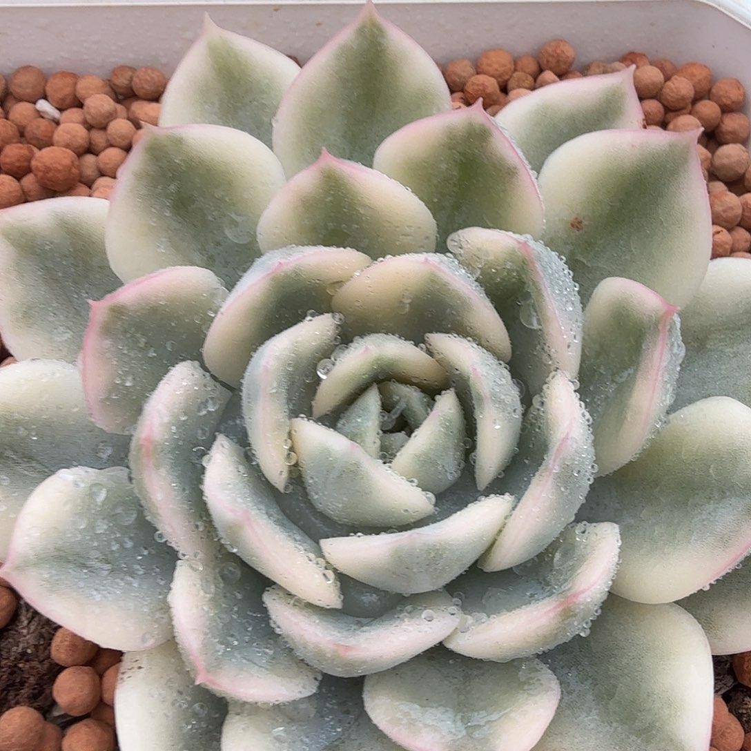 月亮仙子锦，多肉植物