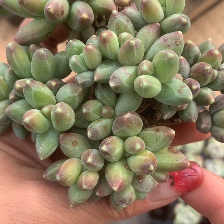 千代田5颗群。（满9.99包邮不满9.99发叶子）