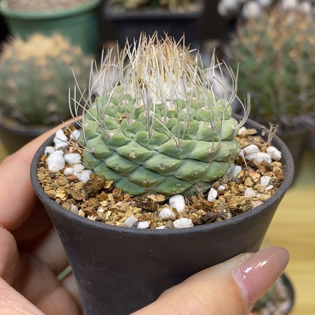      17号 实生菊水4.5公分带盆土