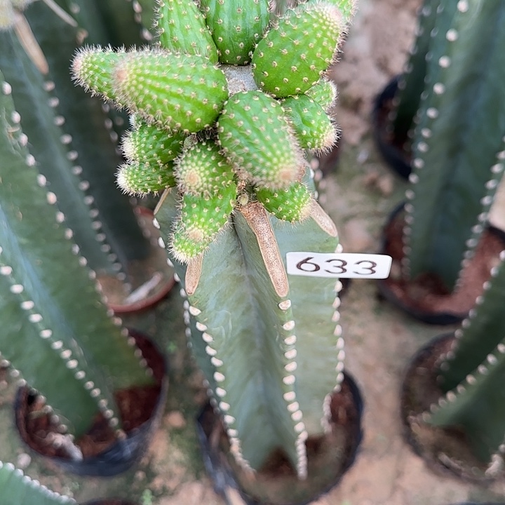 无花朵嫁接橙花金妞633