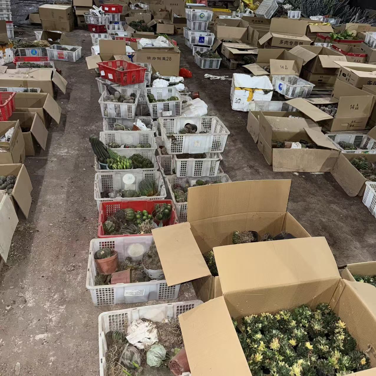 场地散货五颗 仙人球夏型种绿植盆栽桌面阳台办公室摆件
