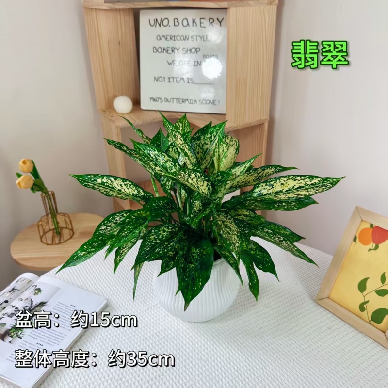 翡翠室内绿植客厅百搭吸醛小能手新手小白闭眼入耐阴好养四季常绿