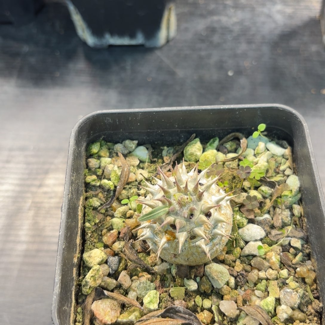 木剁*惠比大黑 拍五发货 拍一不发