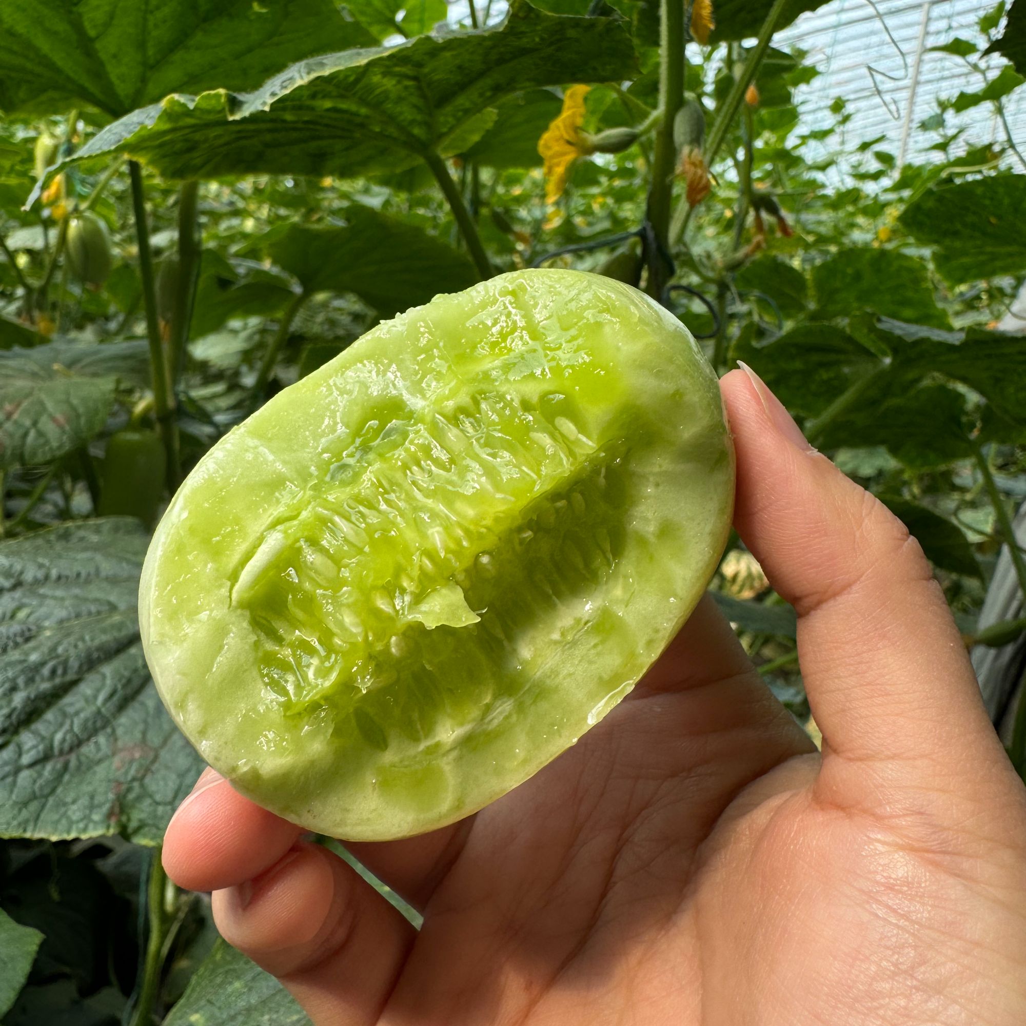 山东玉女小黄瓜 嫩脆 清香口感拇指黄瓜3斤5斤