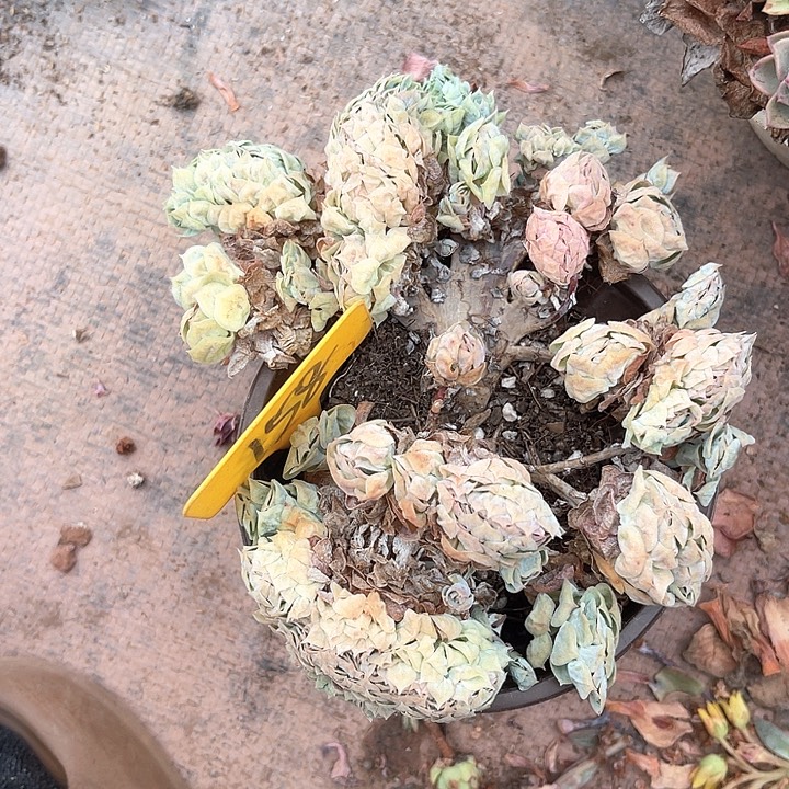 晨语多肉，一组自拍了，158