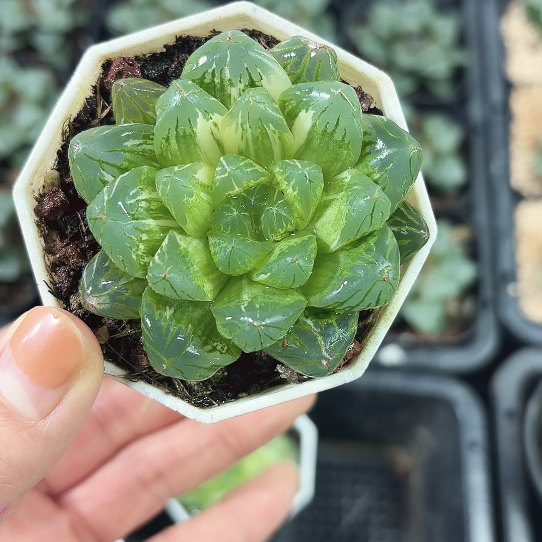 花火玉露锦多肉植物