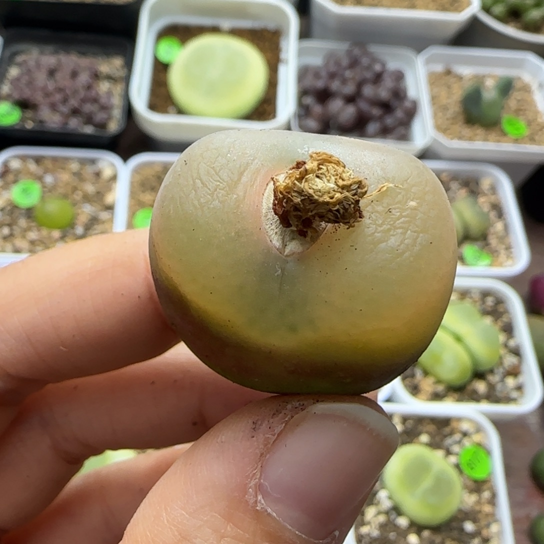 漂漂亮亮2.9cm（361