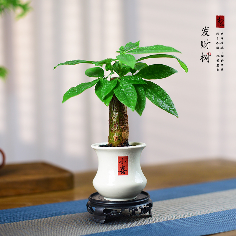 发财树盆栽植物室内新中式招财树盆景办公室茶几桌面好养四季绿植