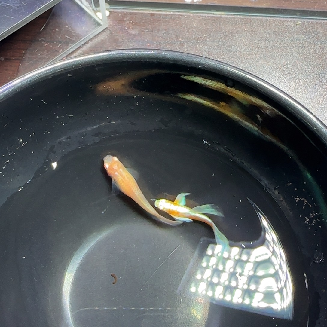 孔雀鱼蓝白飞船一对大