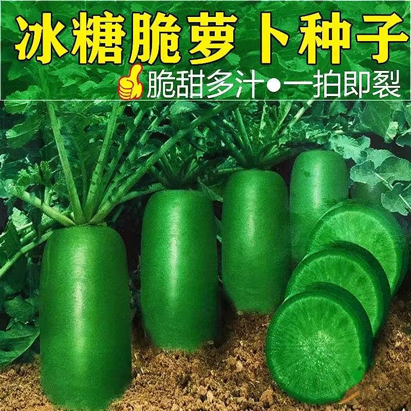 冰糖沙窝水果萝卜种子生吃脆甜不生虫不打药农家蔬菜种孑青萝卜籽