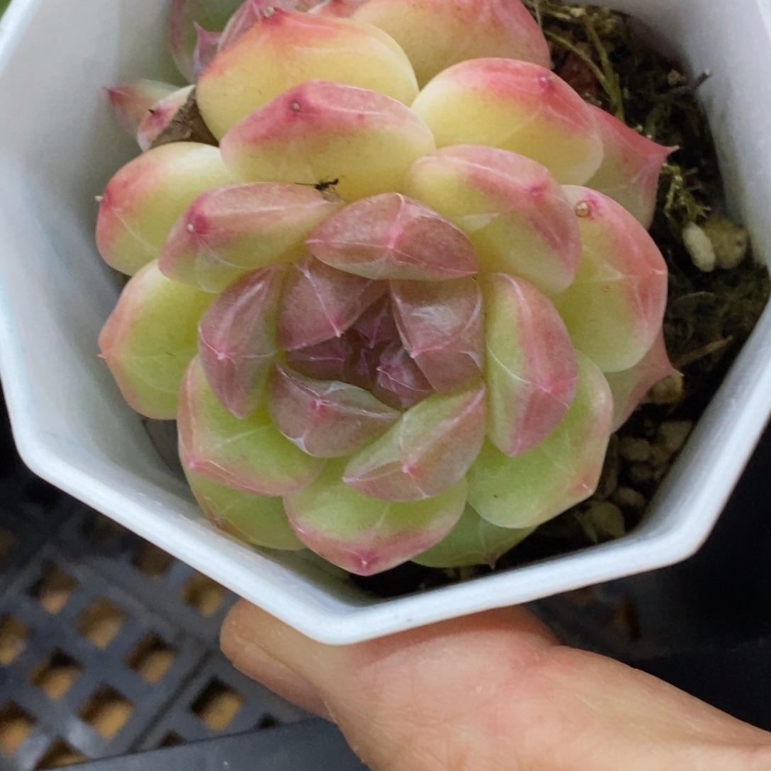 精品多肉一物一拍不包整278