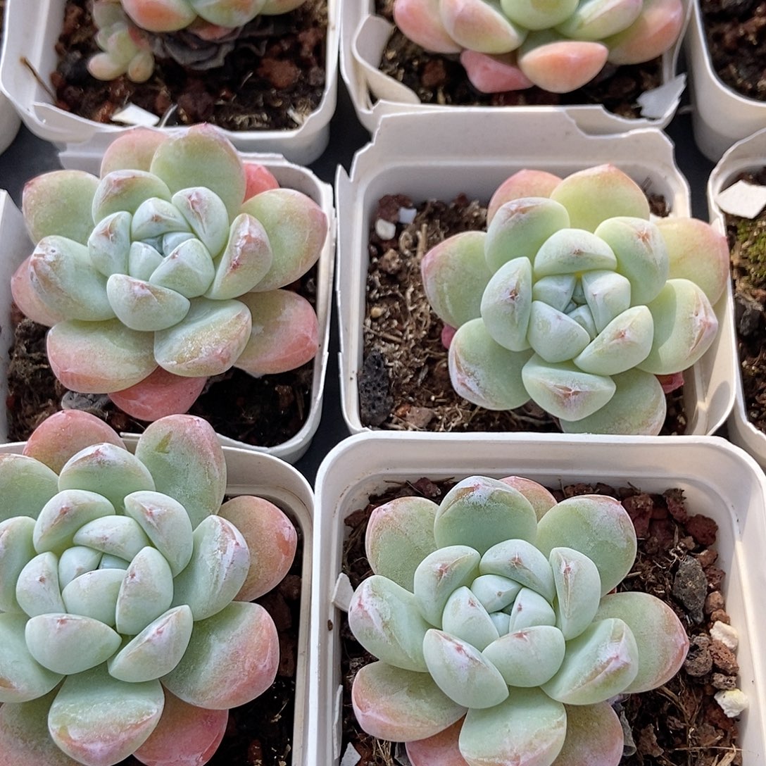 金泰家多肉，437白雪