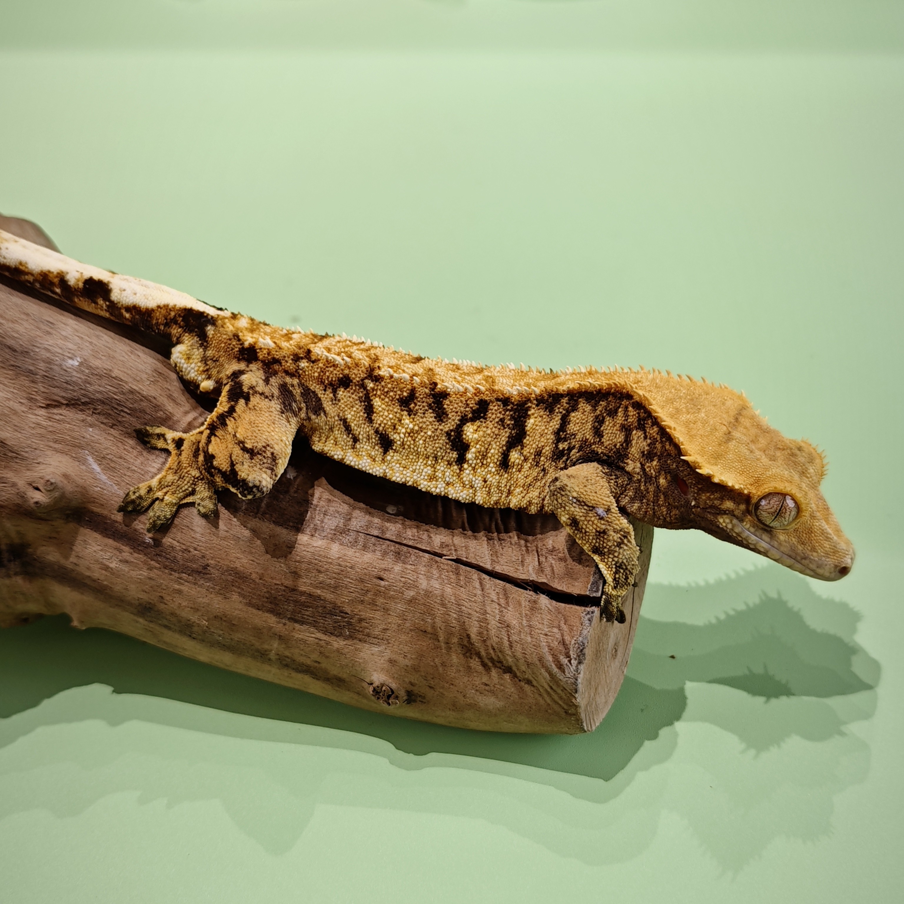 343号黑底超级三色公