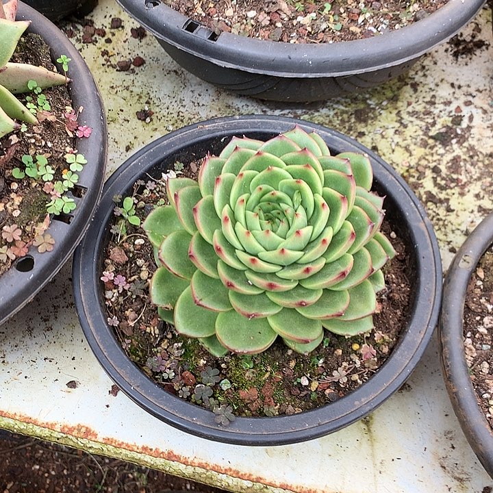 美肉特价活动开始啦