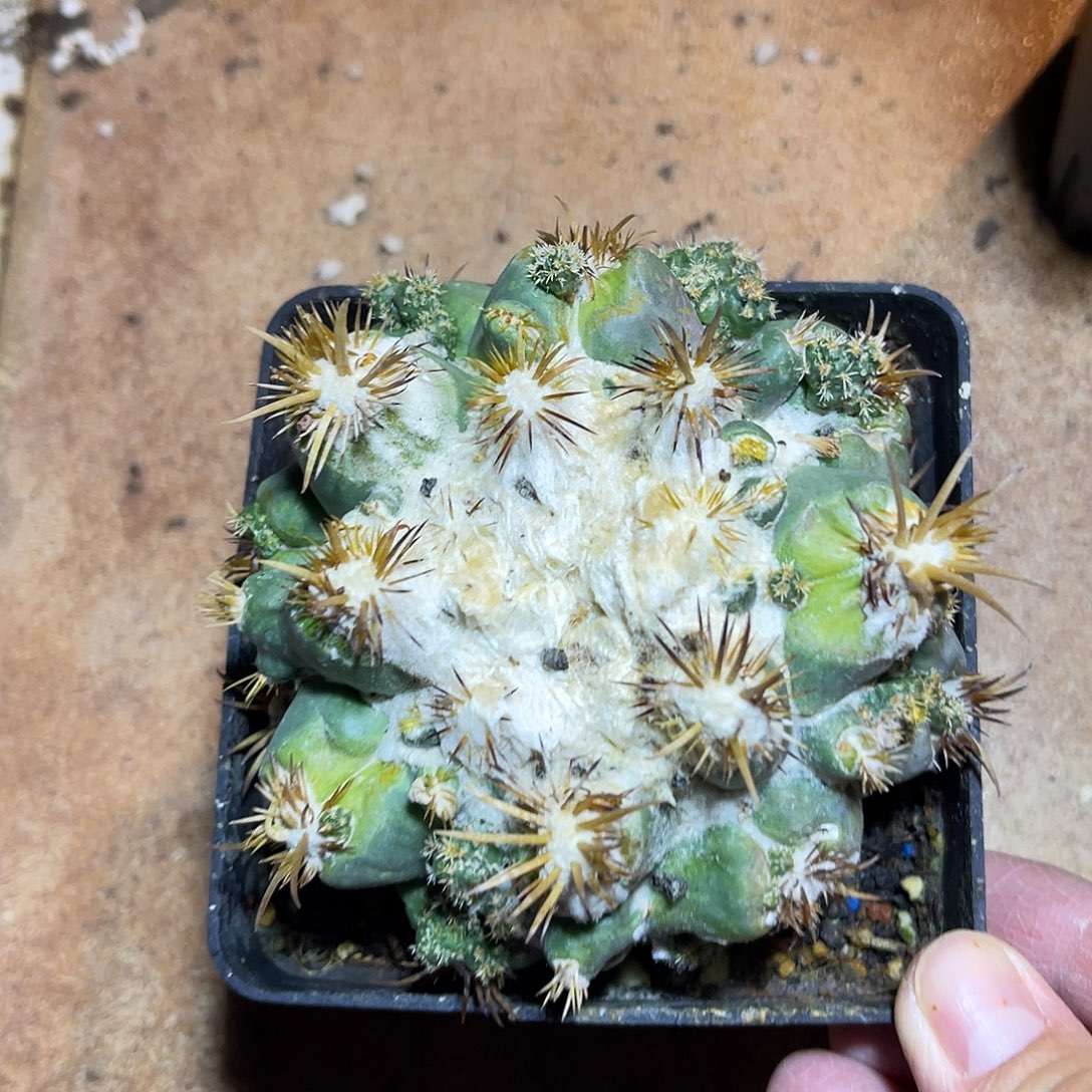 象牙刺缀一物一拍10cm左右