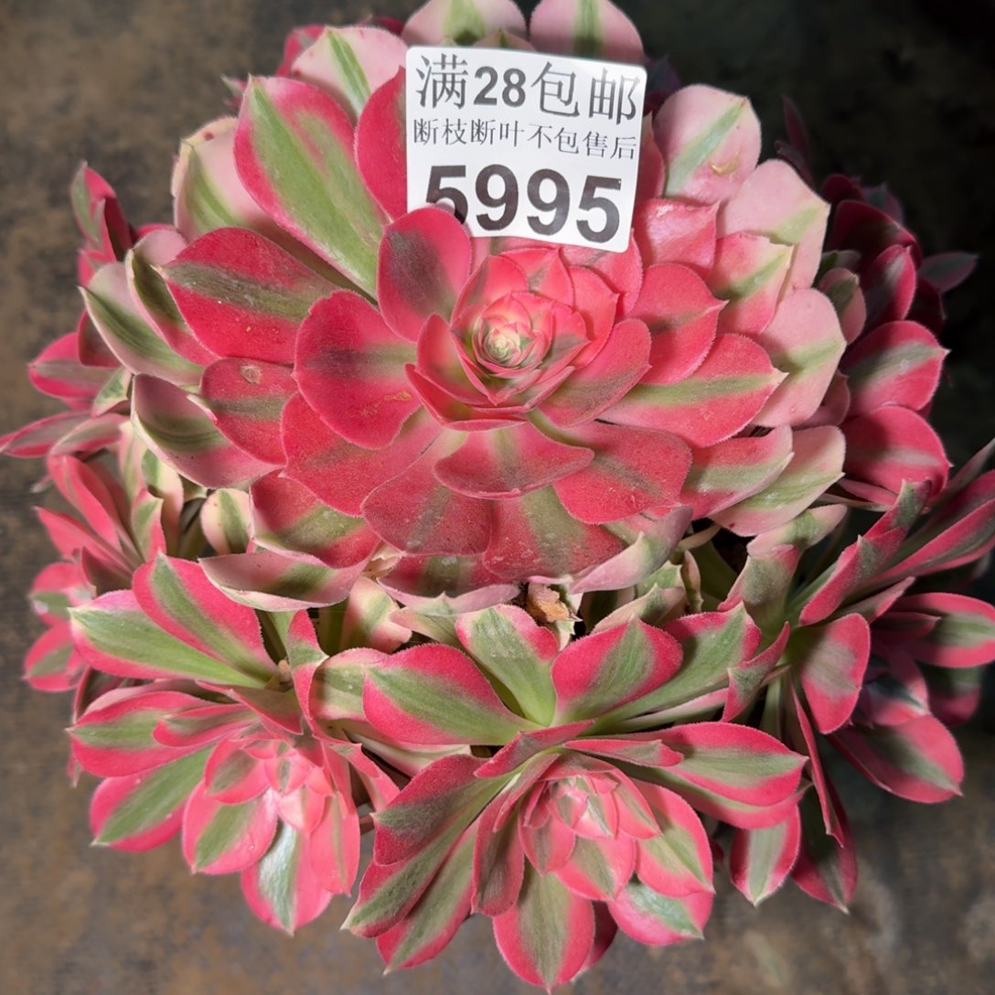 5995女巫杆歪多肉植物