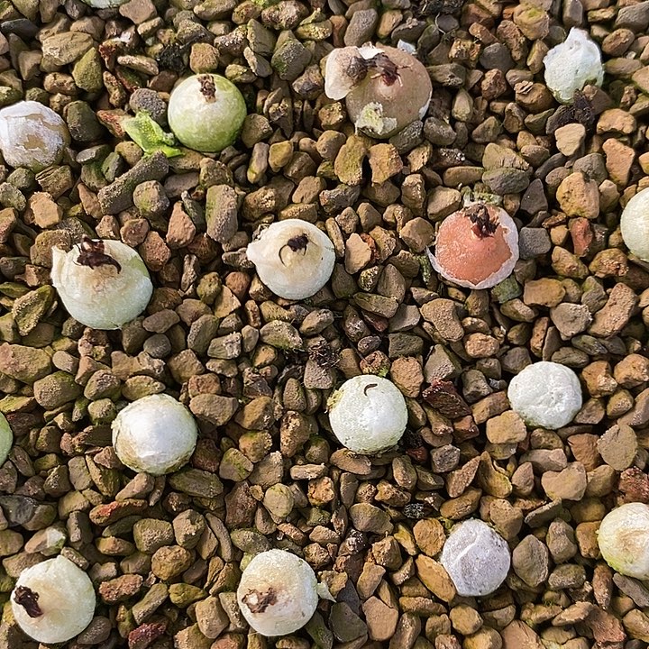 哈默灯泡1颗。          