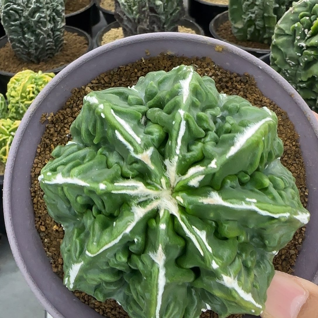 核桃鸾凤玉实生根003