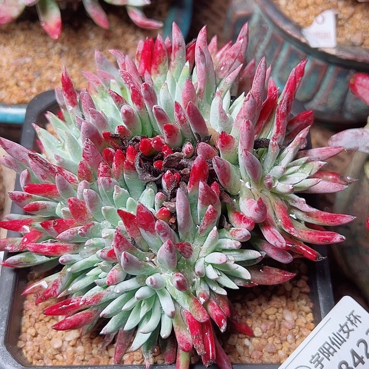 8423爱度利斯仙女杯