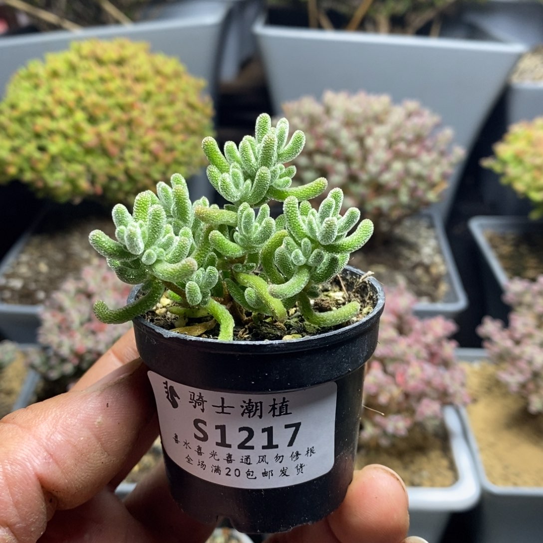 1217冰晶zhi gan fan xing