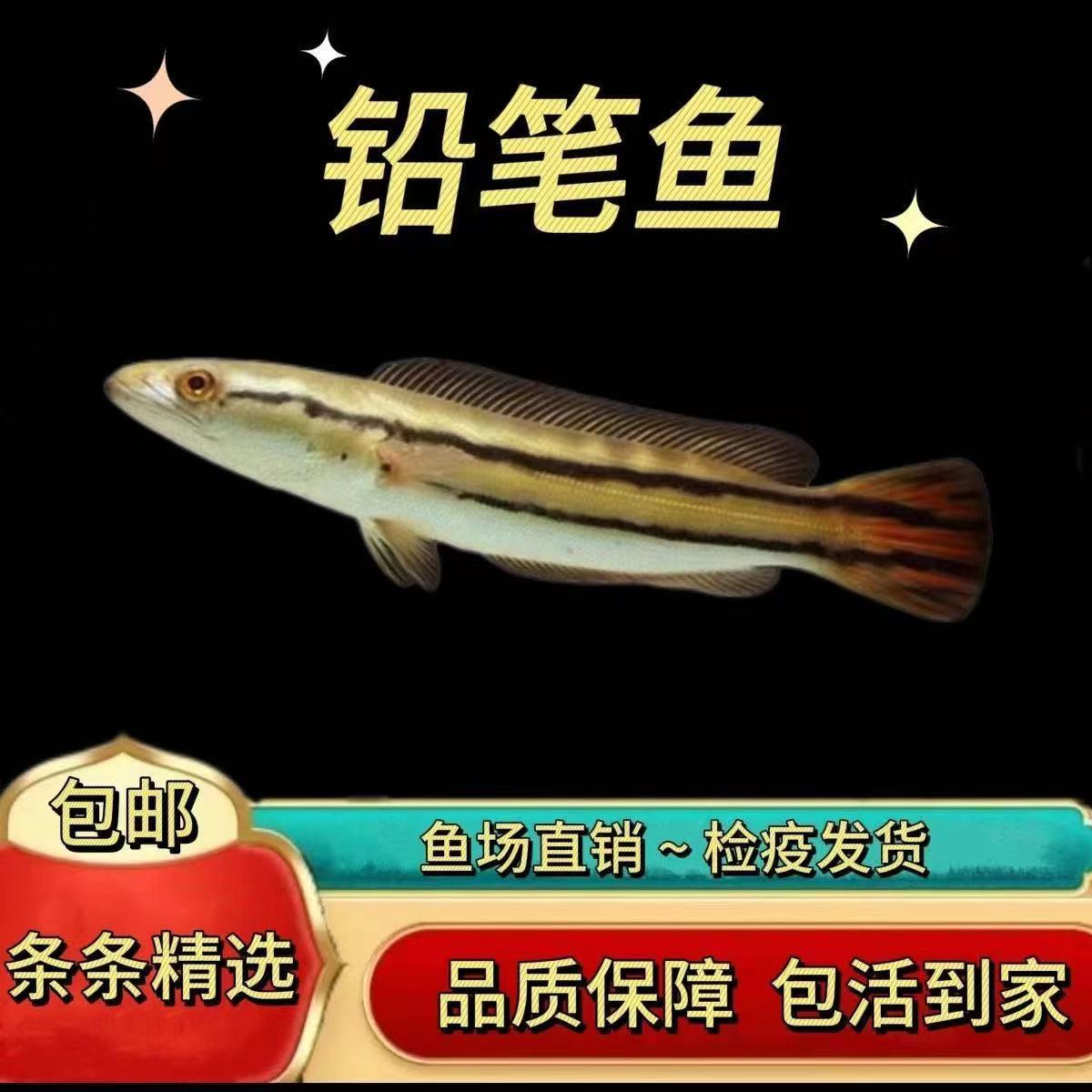铅笔雷龙鱼活凶猛观赏鱼观赏鱼苗肉食性小盾多曼龙鱼大型肉食热带