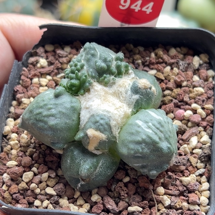 自根蛋尤怒涛牡丹5cm