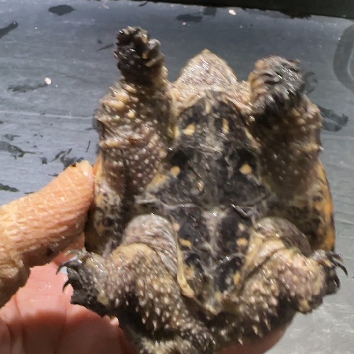 邪***盟宠物龟母瑕疵错甲 断指甲