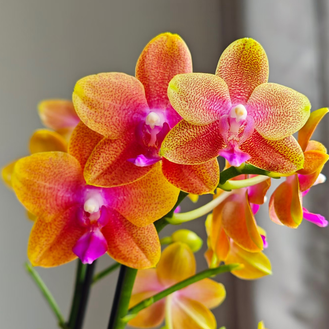 蝶兰轩【香恋博格利】3.5精品蝴蝶兰 基地直发