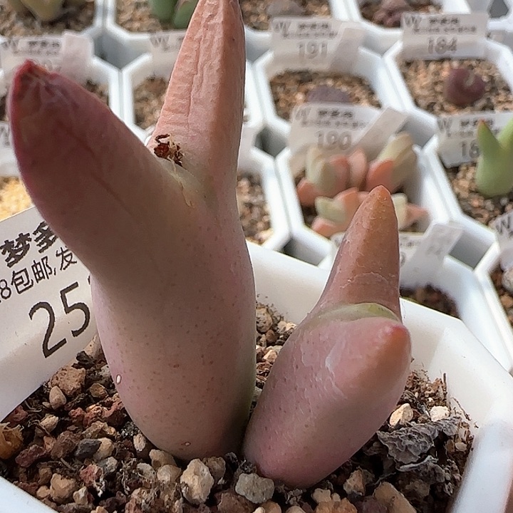 w252。    皮卡丘。   