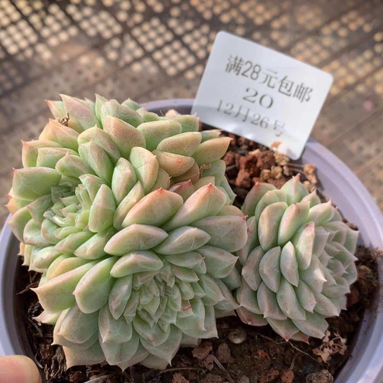 【闪购商品】云20号