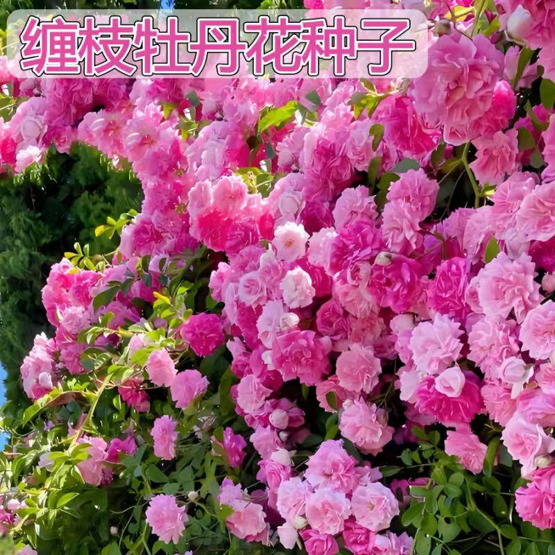 【缠枝牡丹花种子】家庭阳台小院四季种植盆栽地栽易种易活单质氮肥商品图
