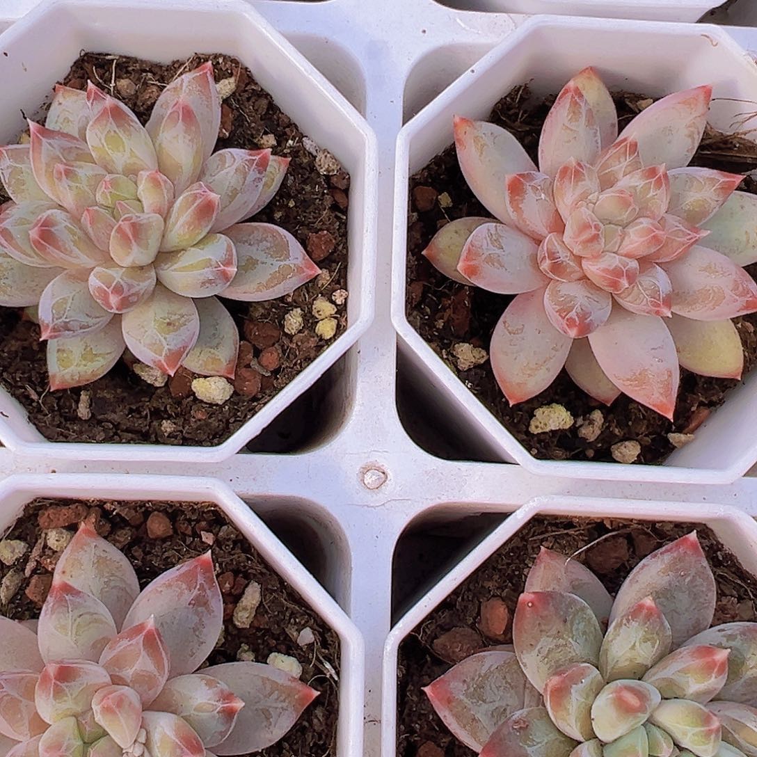 单头幻影美人19包邮