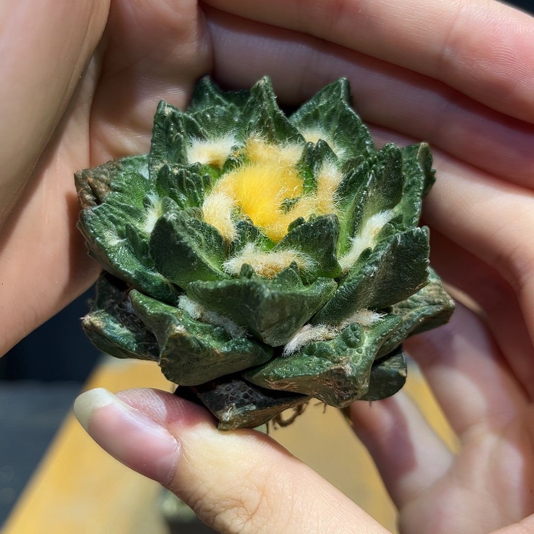 3号6.8cm自根短尤龙角牡丹