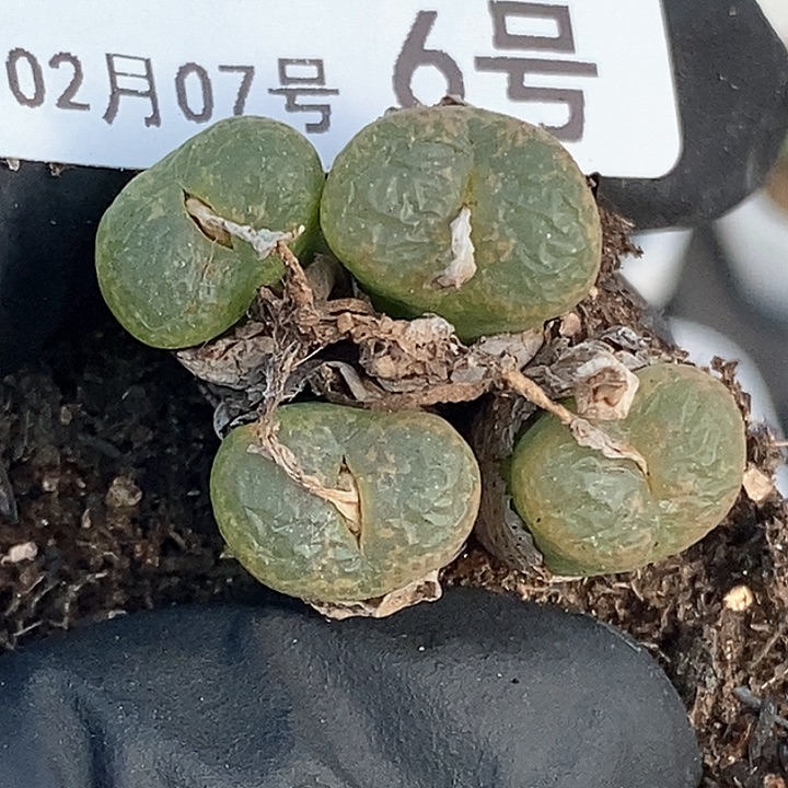 桃喜花园0207-6肯尼迪