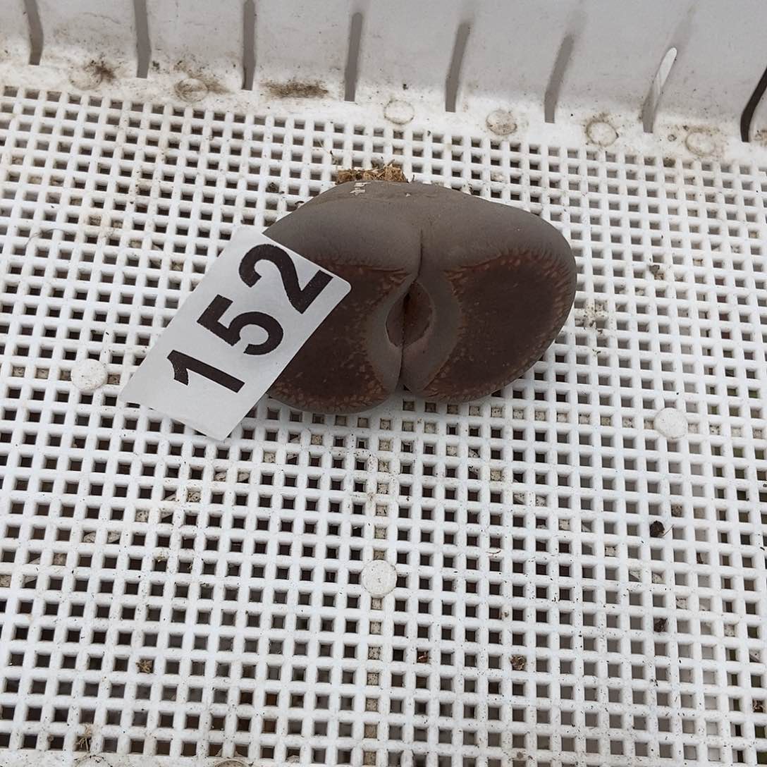 生石花一物一拍152